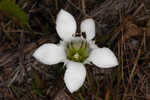 Wiregrass gentian